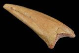 Fossil Dinosaur (Theropod) Claw - Kem Kem Beds, Morocco #144669-1